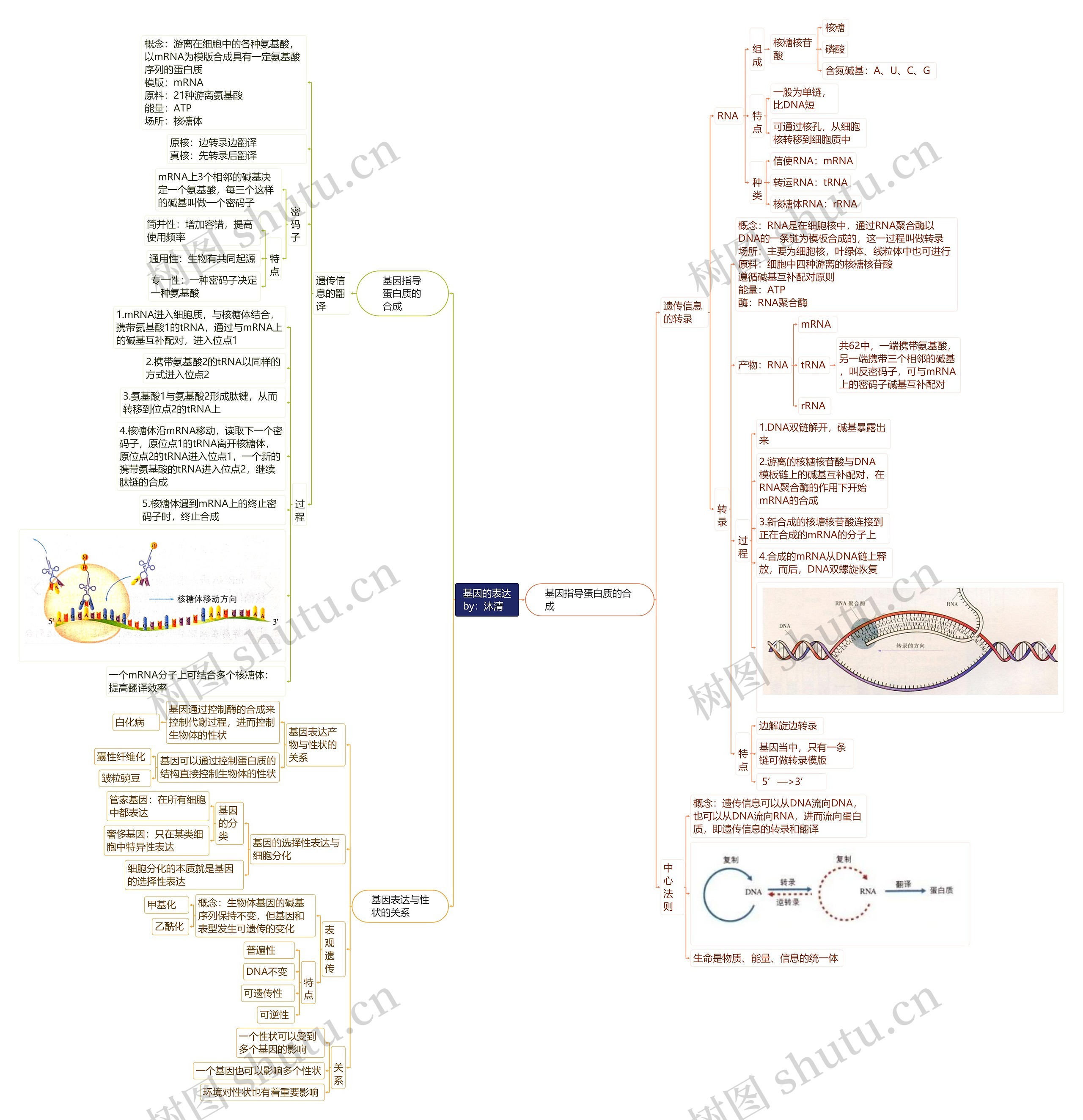 基因的表达by：沐清思维导图