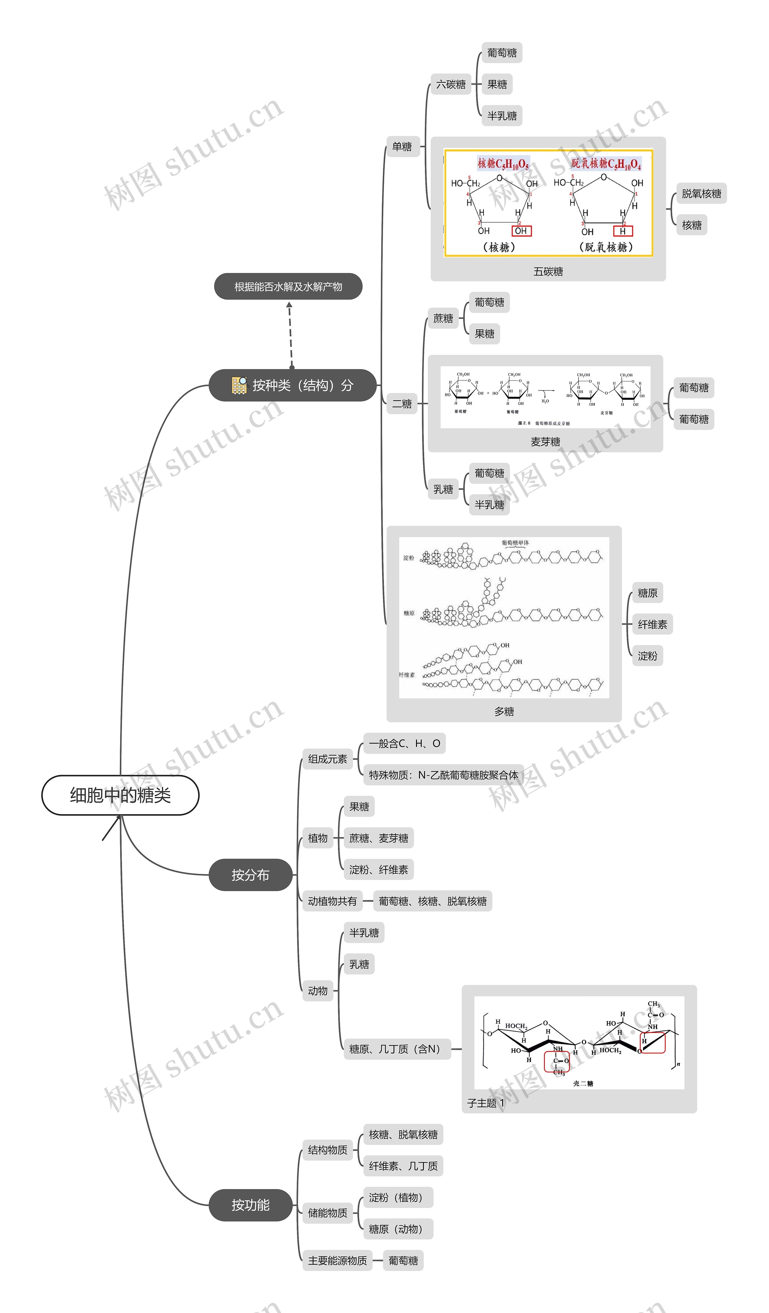 细胞中的糖类思维导图