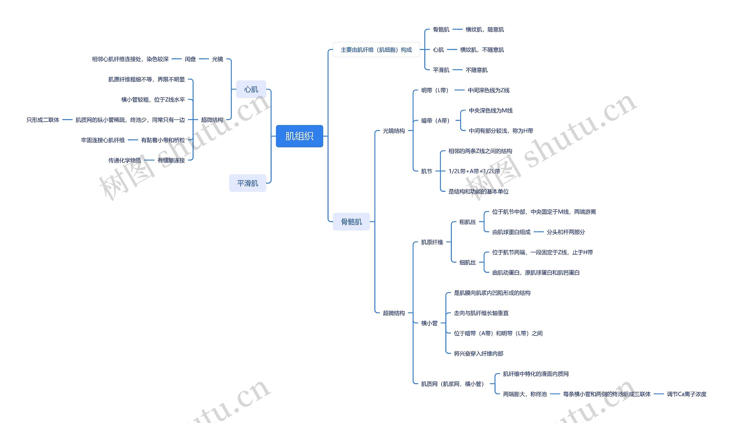 ﻿肌组织思维脑图