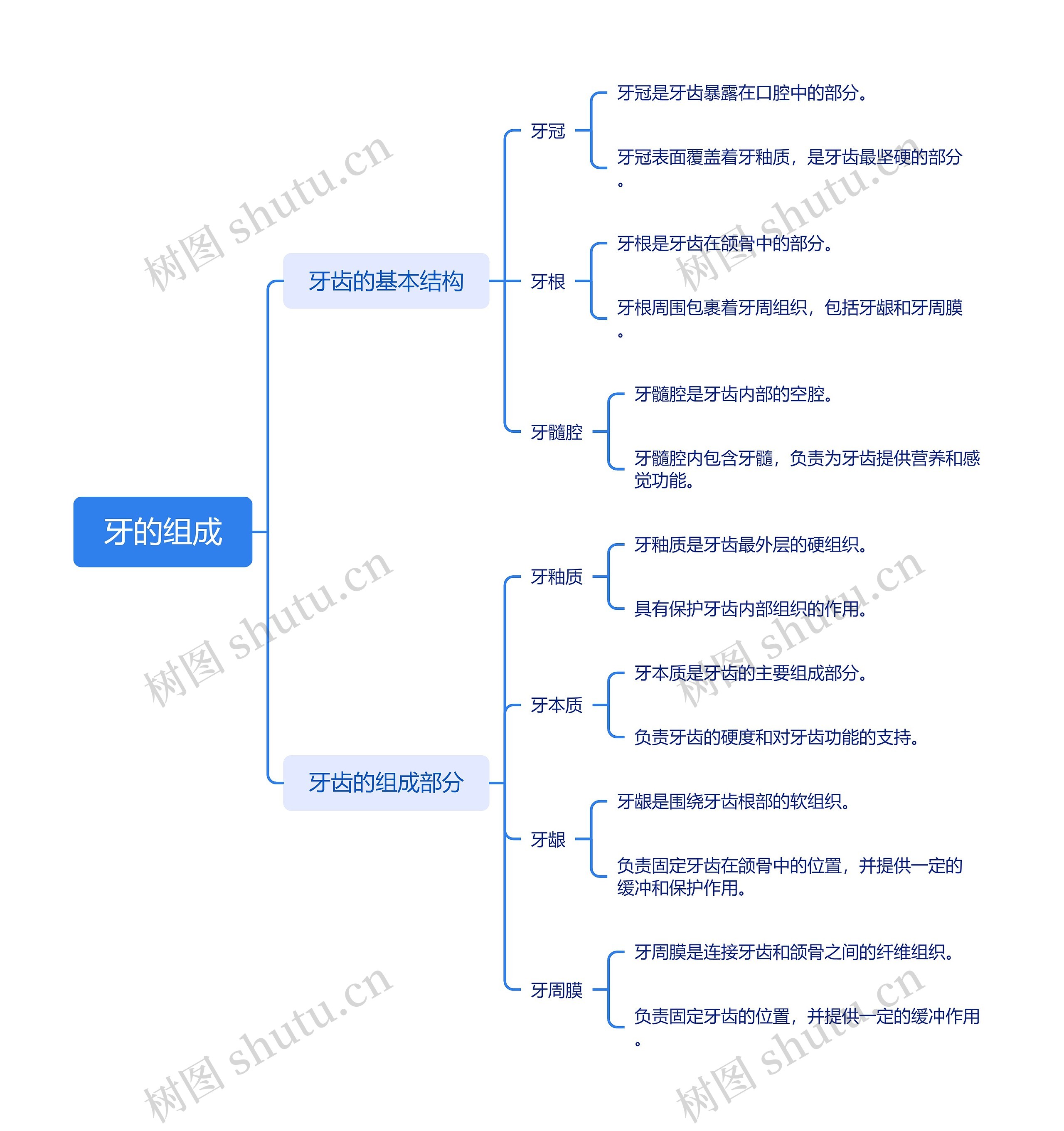 牙的组成思维导图