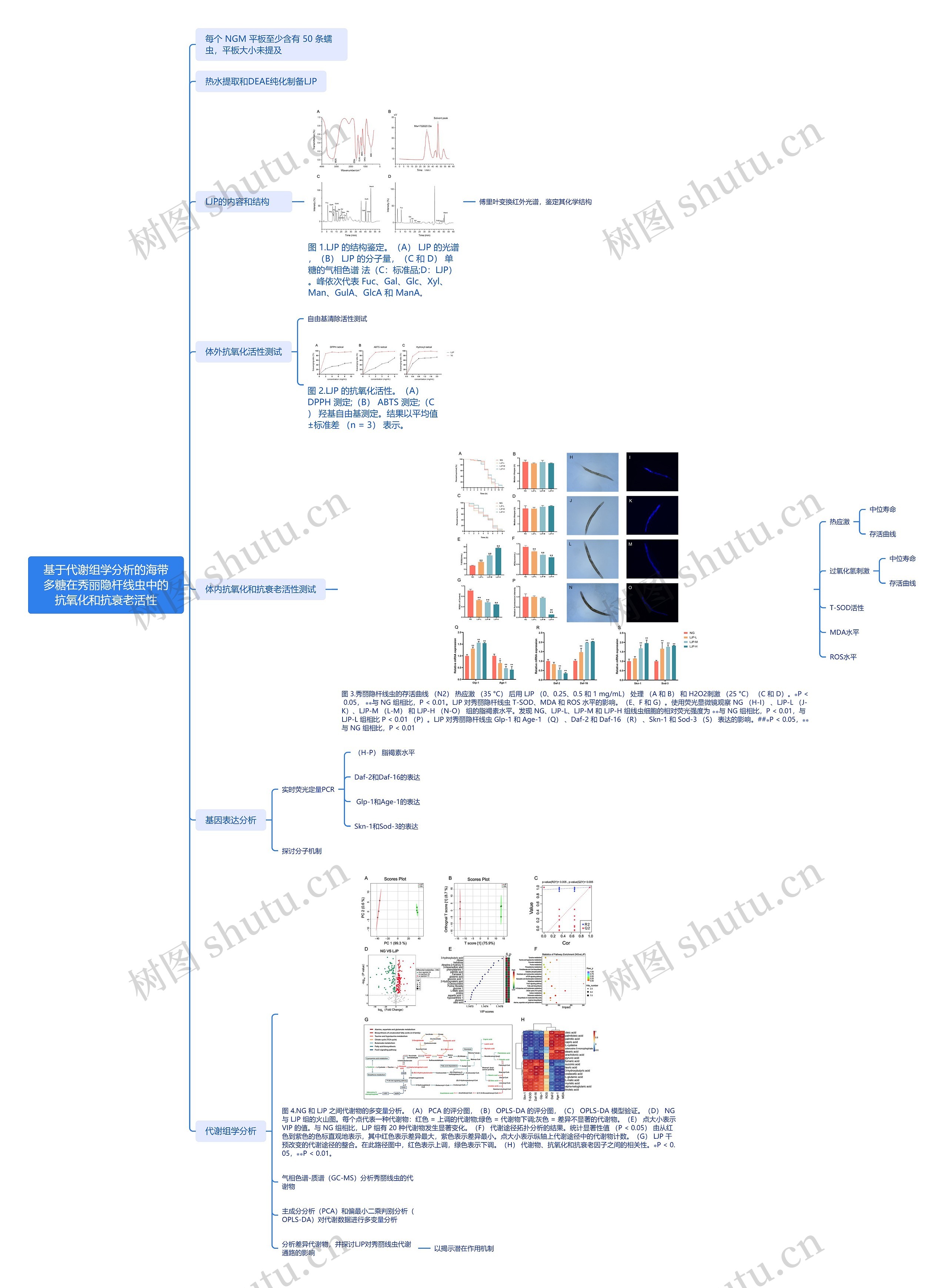 基于代谢组学分析的海带多糖在秀丽隐杆线虫中的抗氧化和抗衰老活性思维导图高清图 基于代谢组学分析的海带多糖在秀丽隐杆线虫中的抗氧化和抗衰老活性思维导图