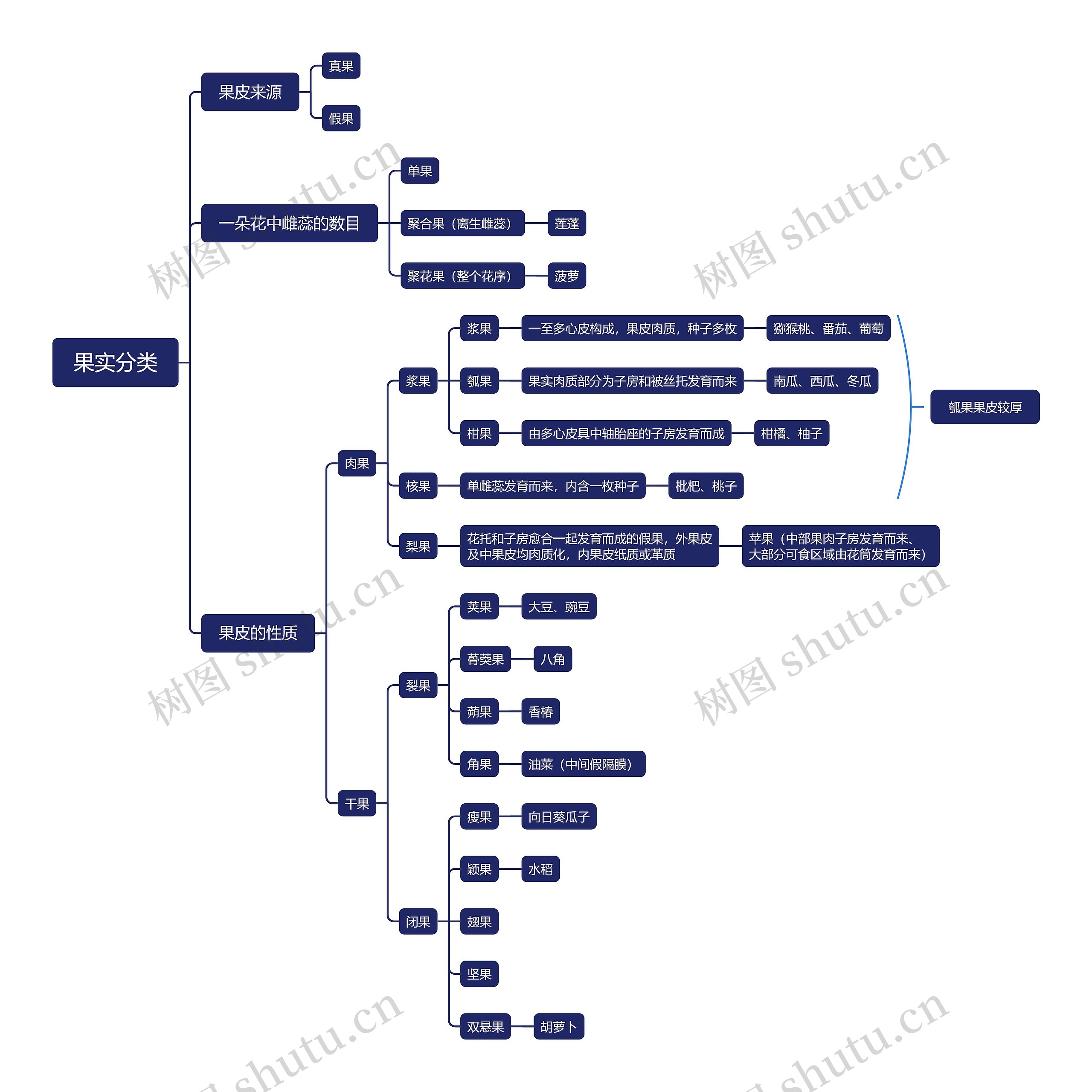 ﻿果实分类思维导图