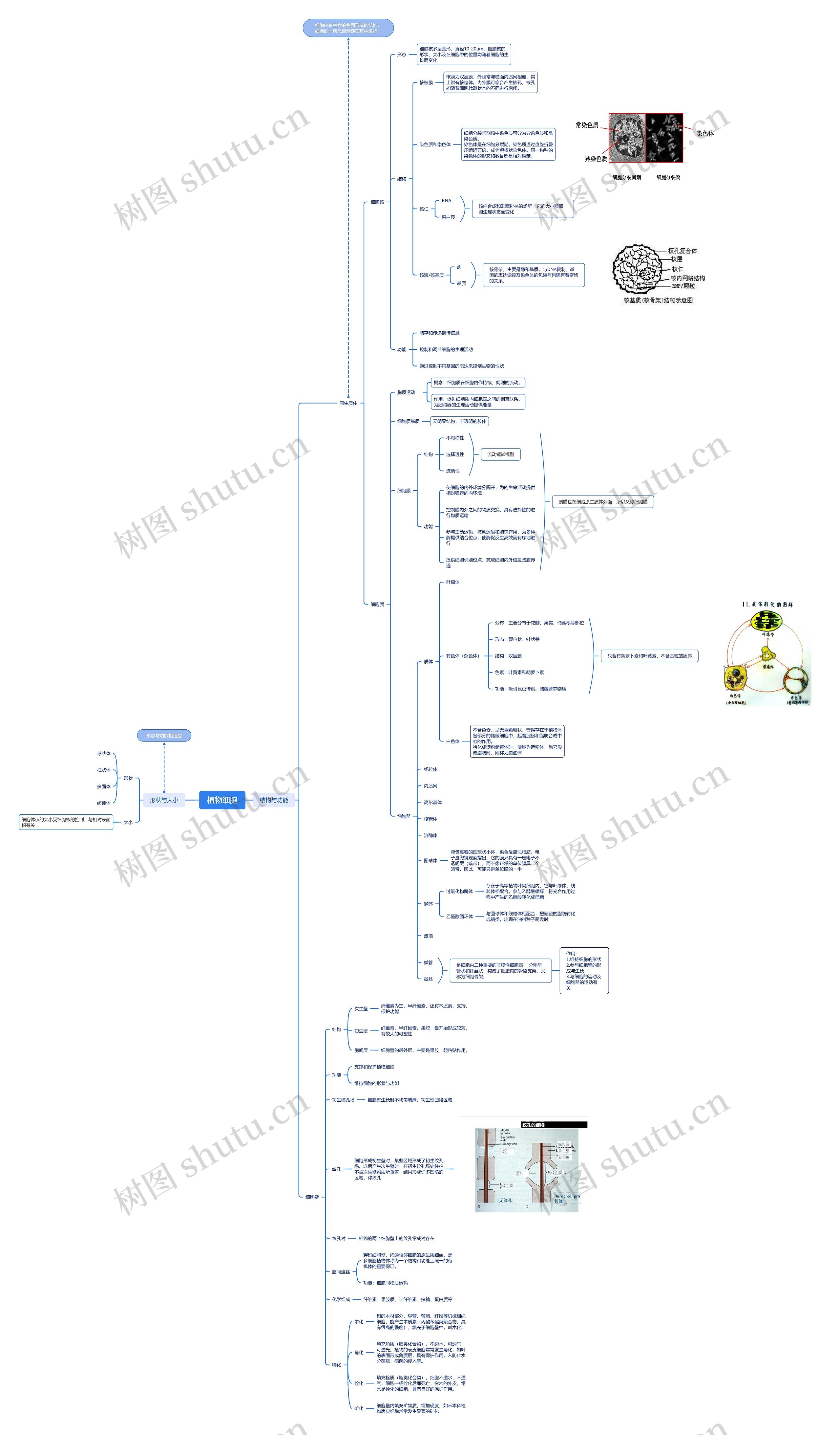 植物细胞思维导图高清图 植物细胞思维导图