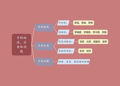 牙的组成、分类和功能