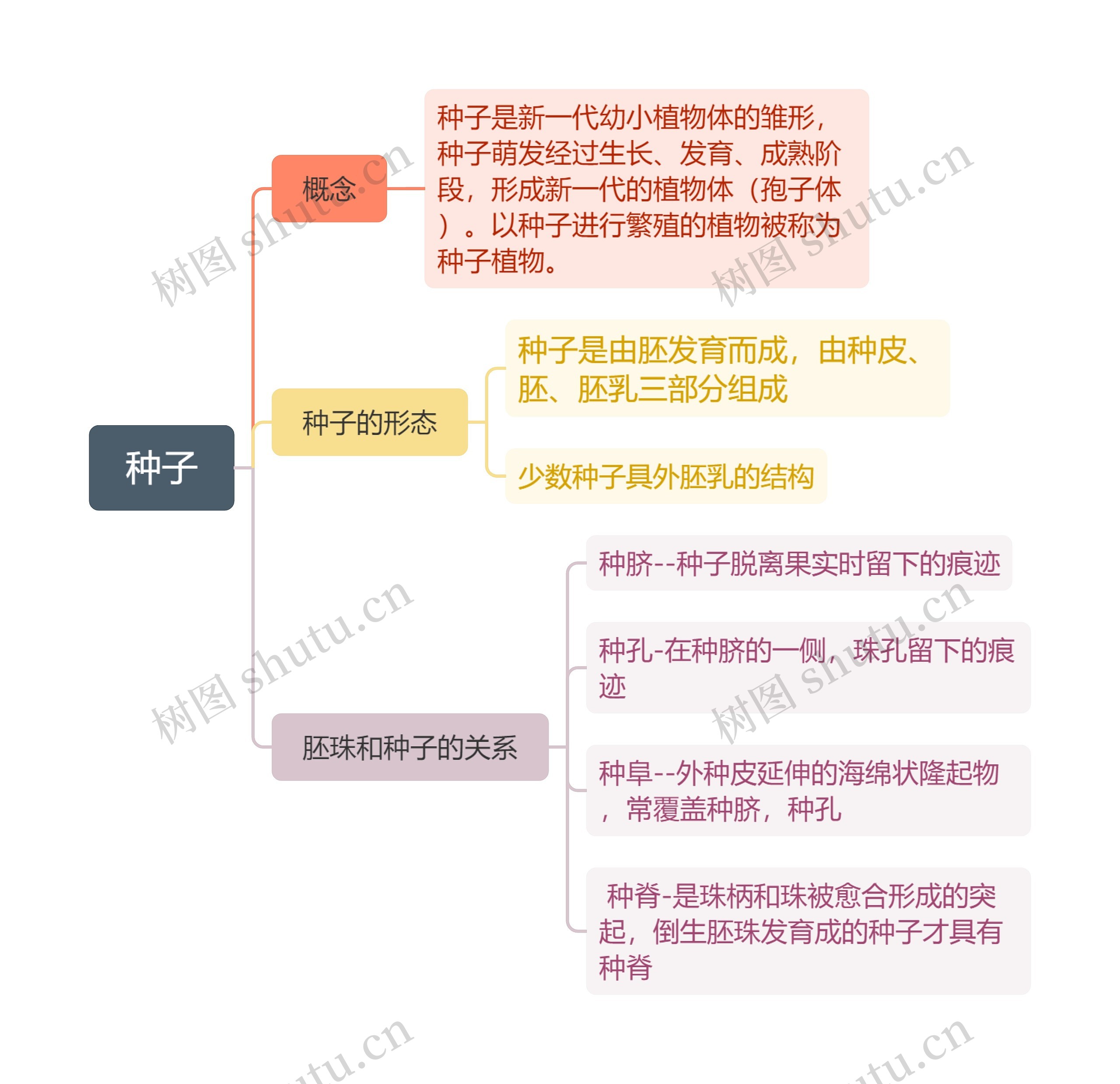 种子思维导图