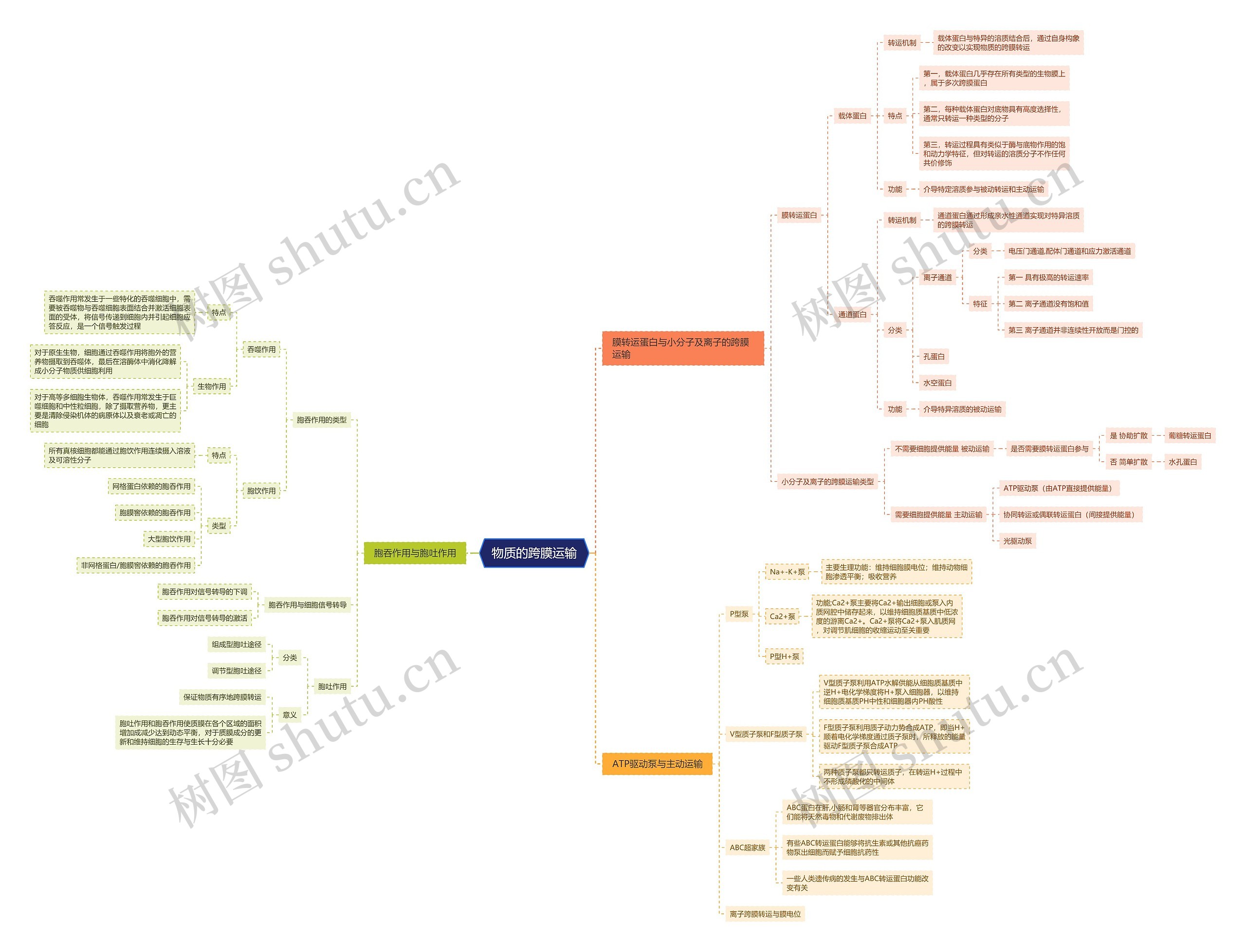 物质的跨膜运输思维导图高清图 物质的跨膜运输思维导图