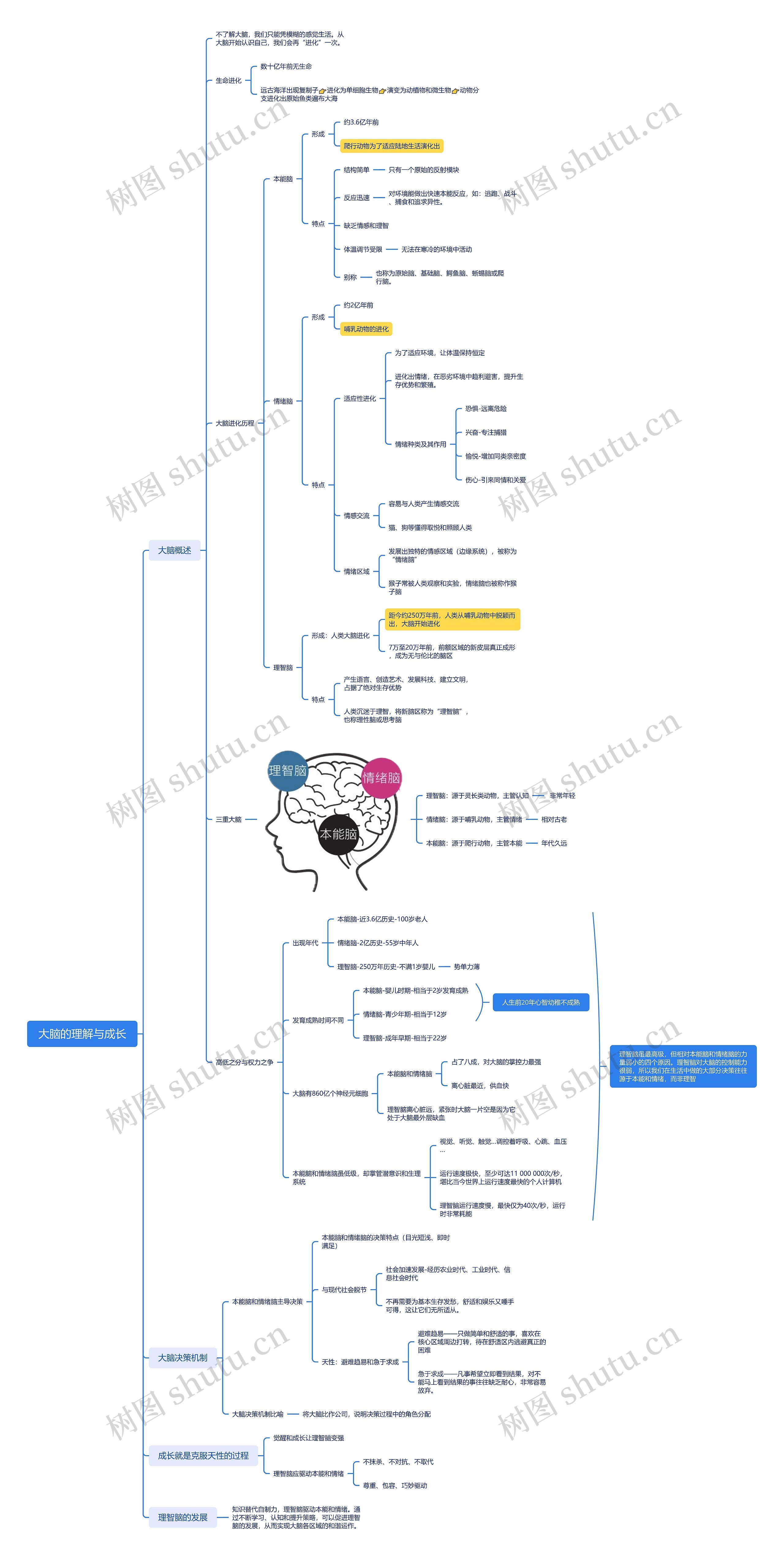 大脑的理解与成长思维导图