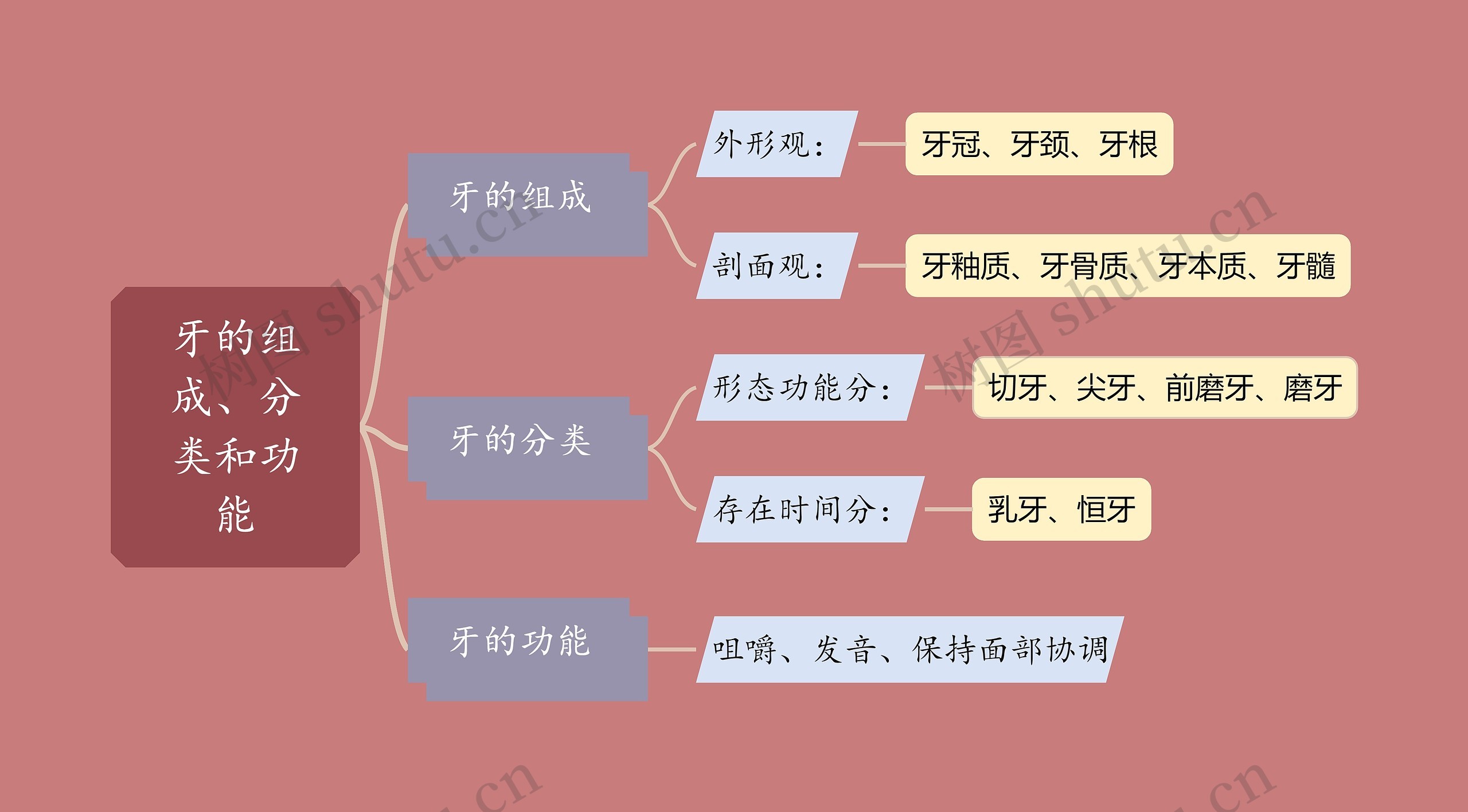 牙的组成、分类和功能