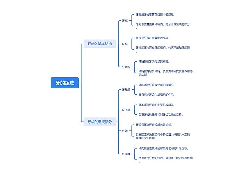 牙的组成