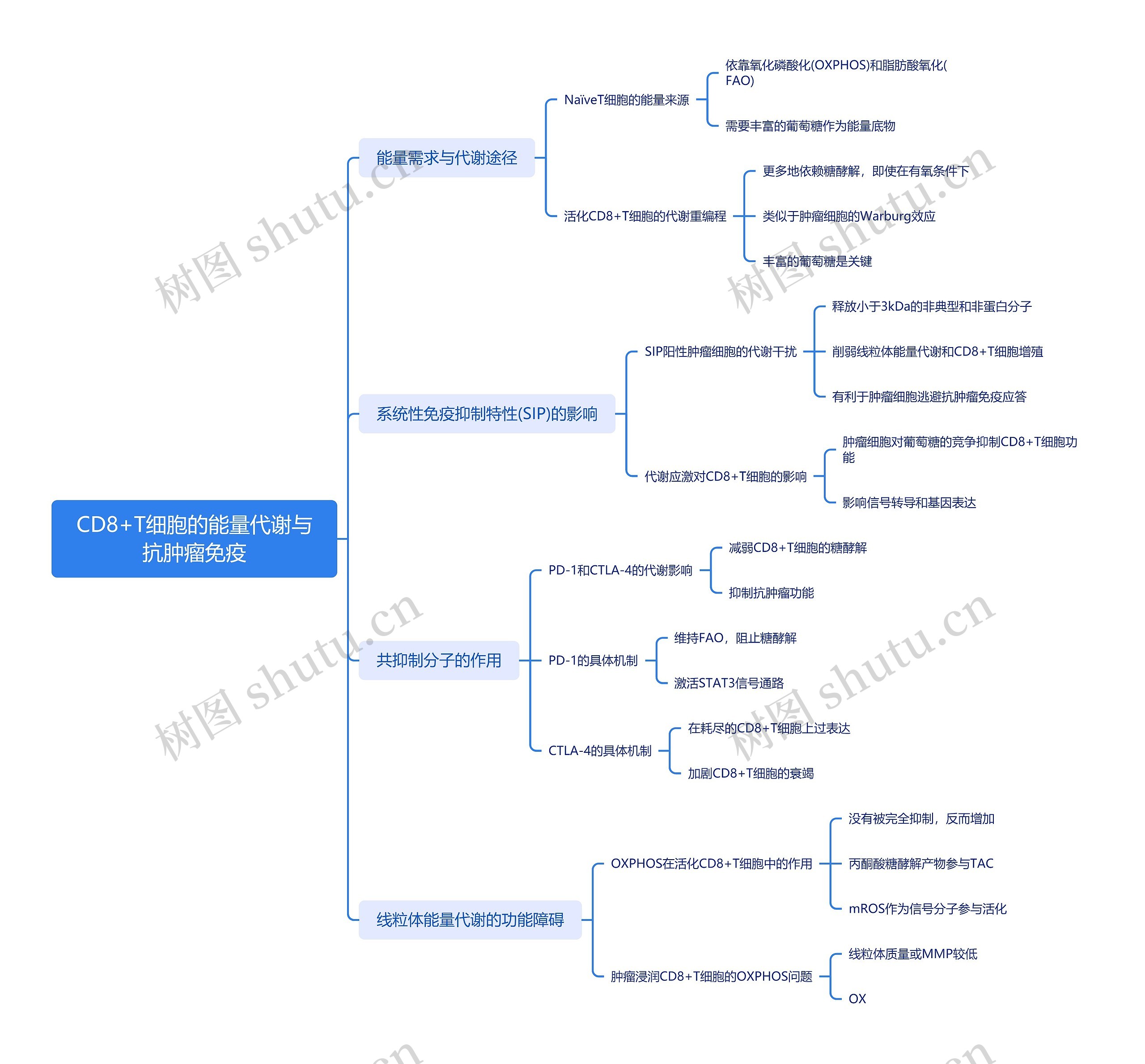 CD8+T细胞的能量代谢与抗肿瘤免疫思维导图