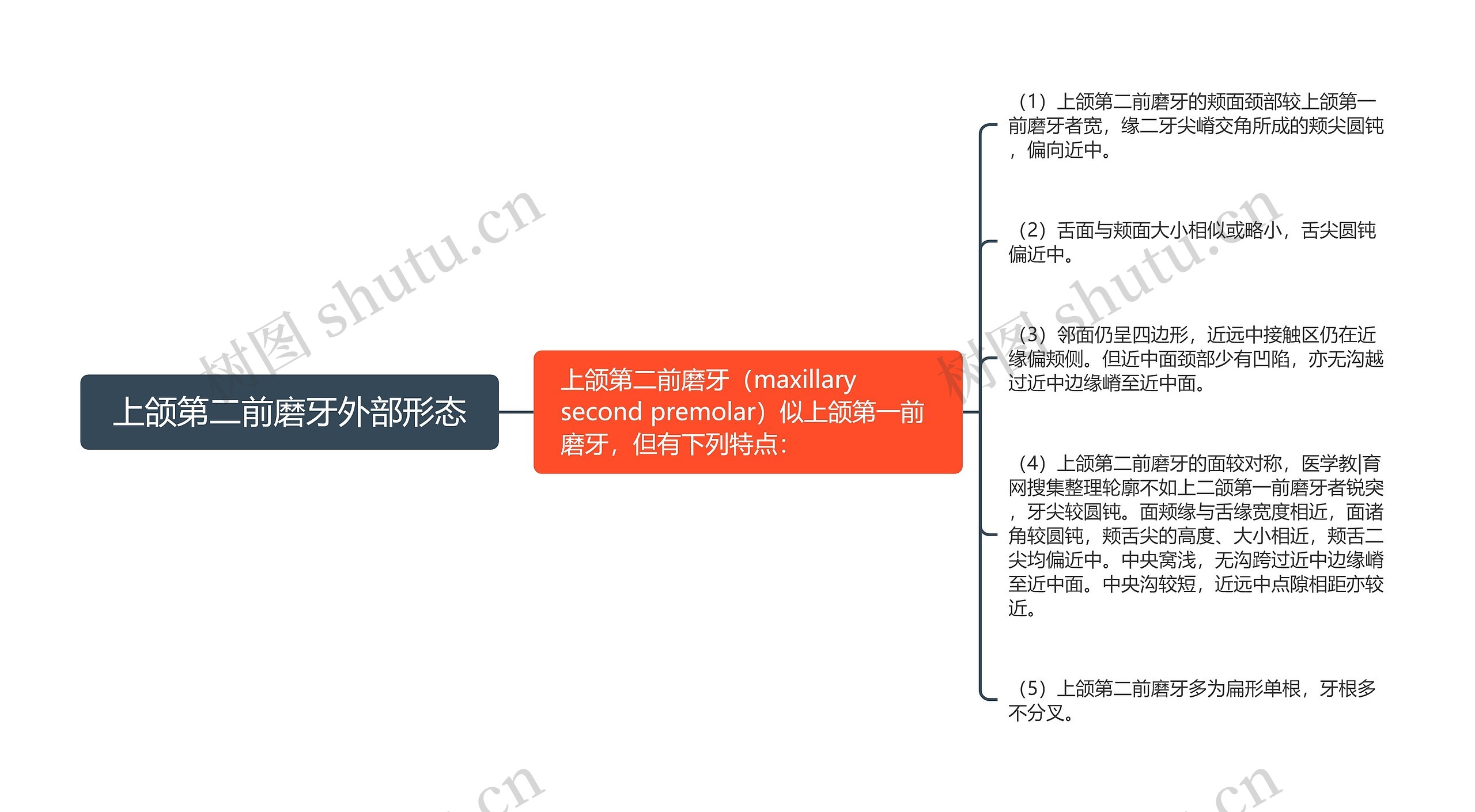 上颌第二前磨牙外部形态