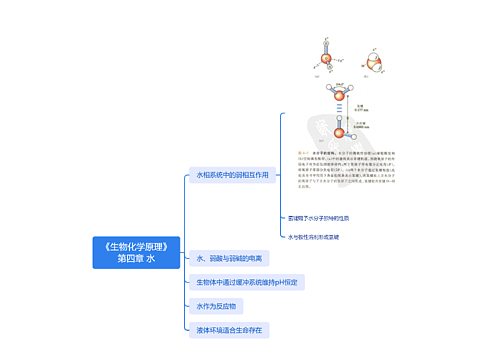 《生物化学原理》第四章思维脑图思维导图