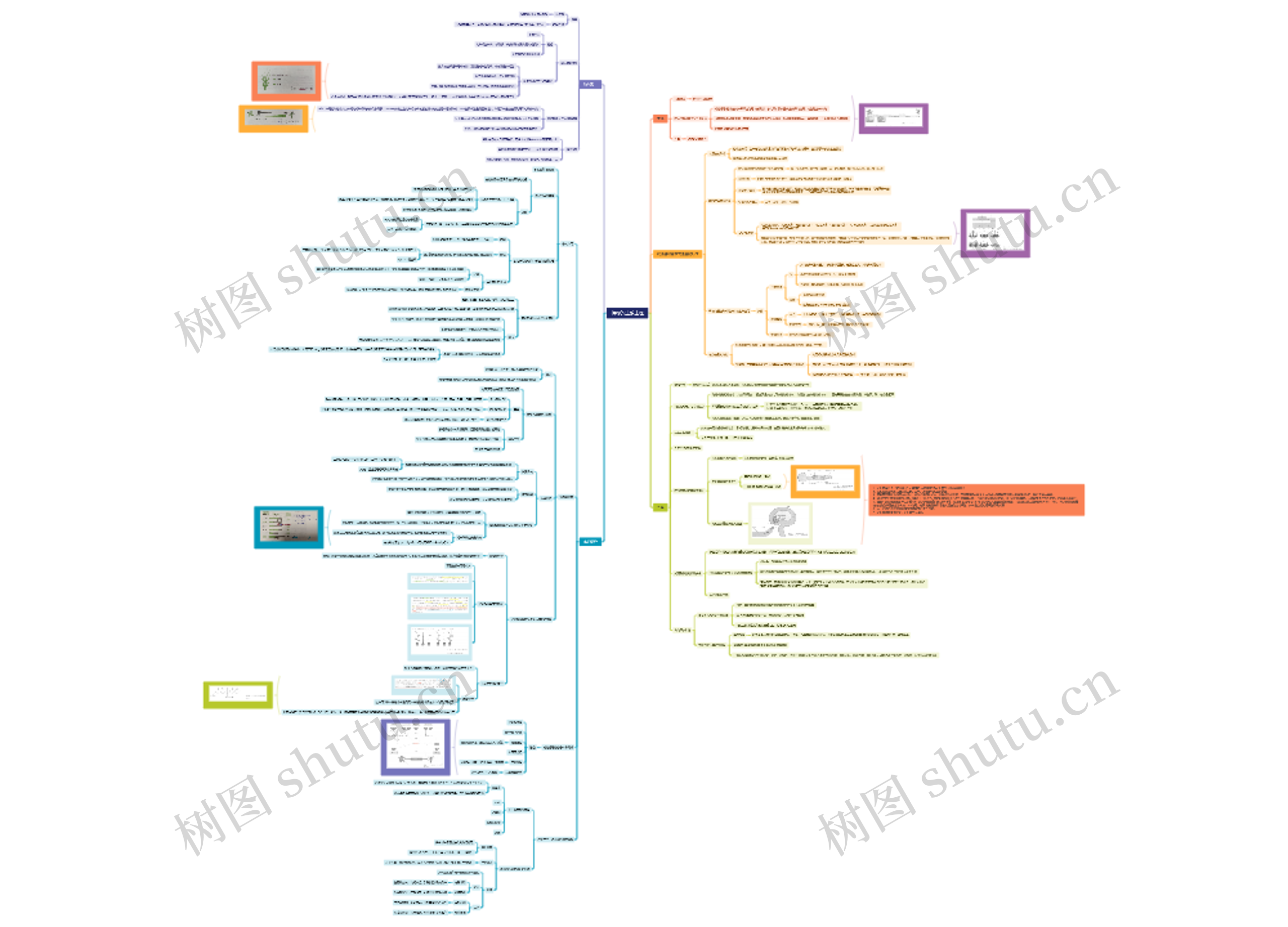 植物的生殖生理思维脑图