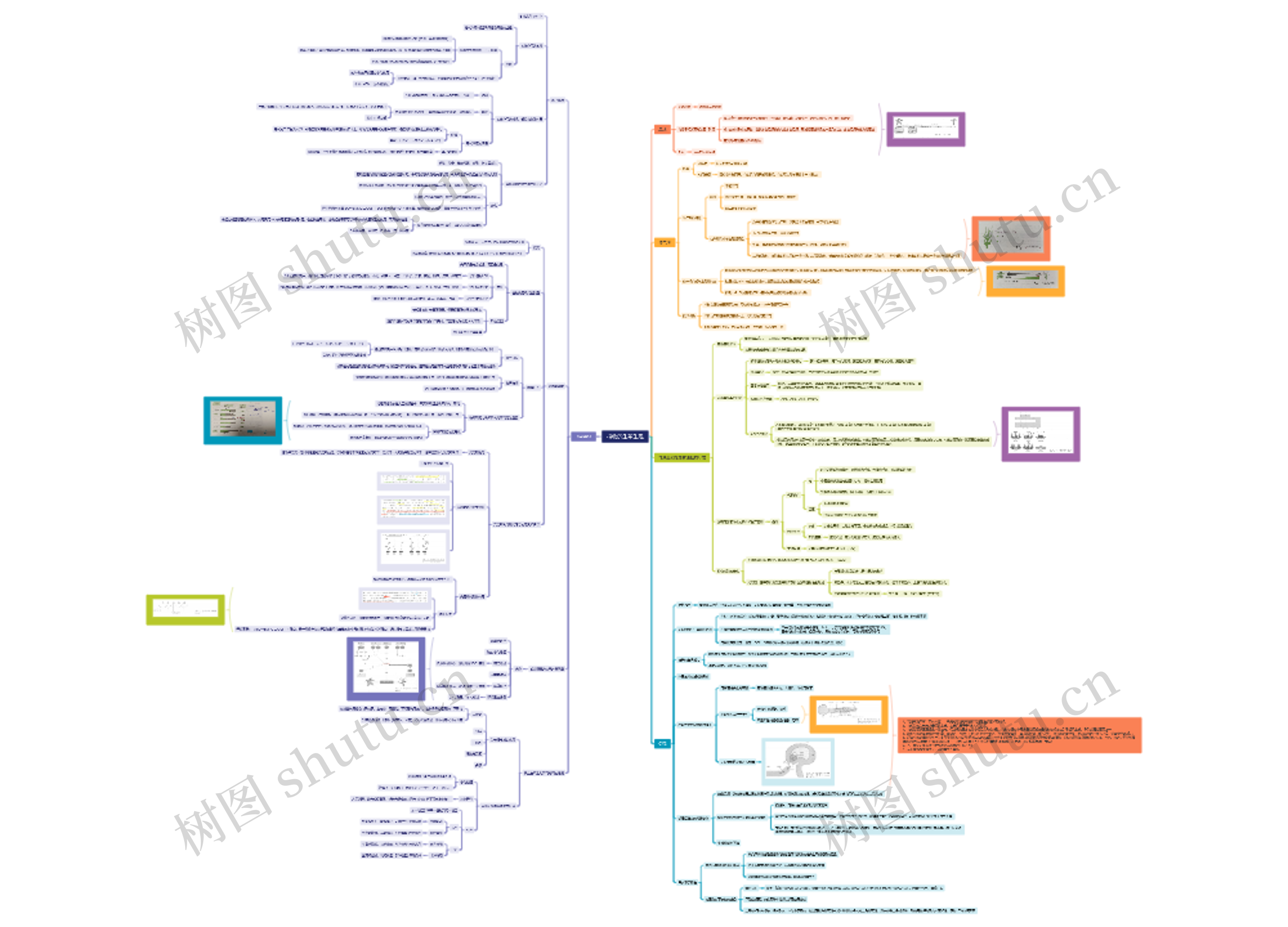 植物的生殖生理思维脑图