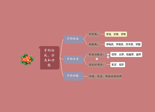 牙的组成、分类和功能思维导图