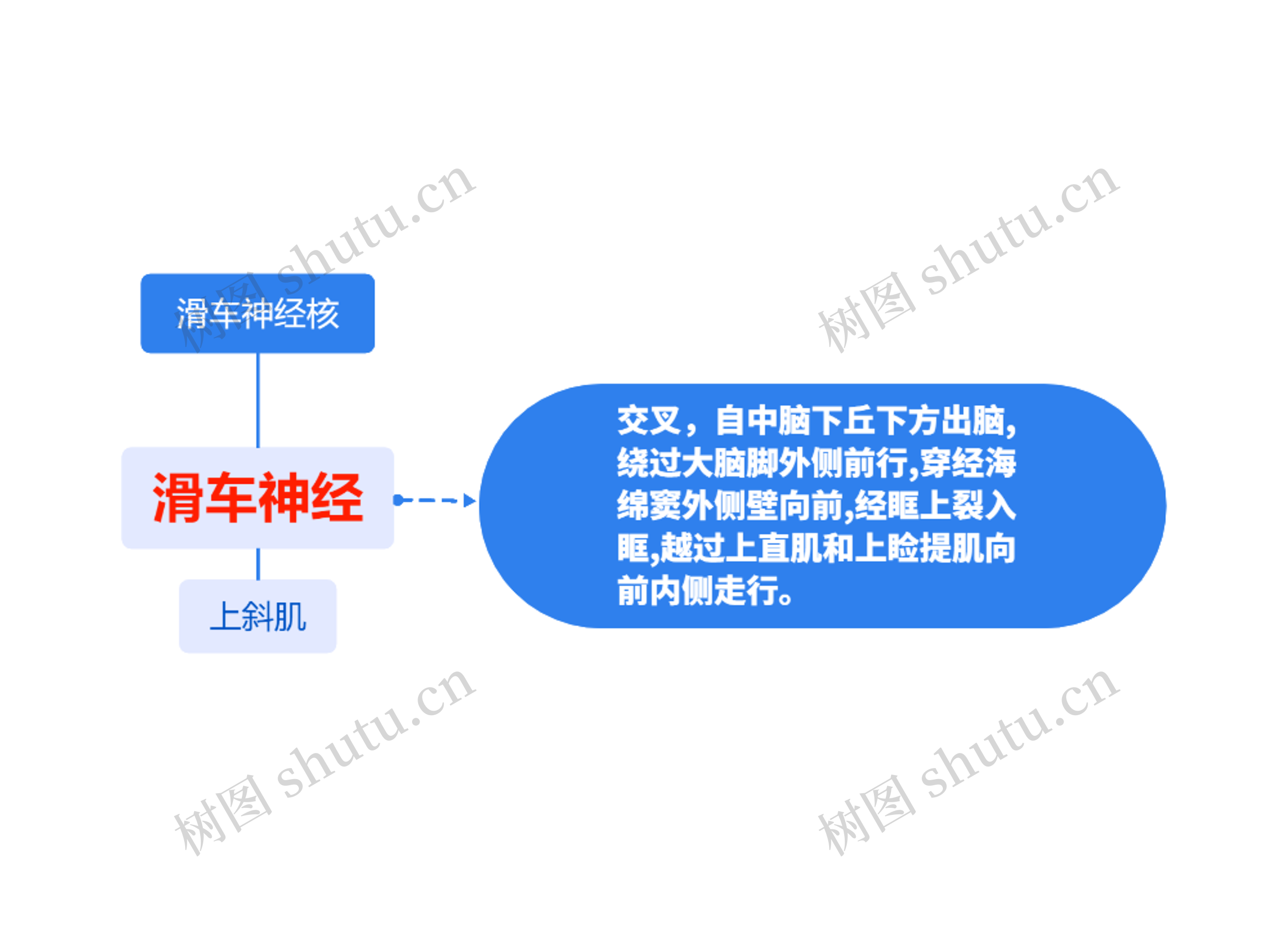 滑车神经核