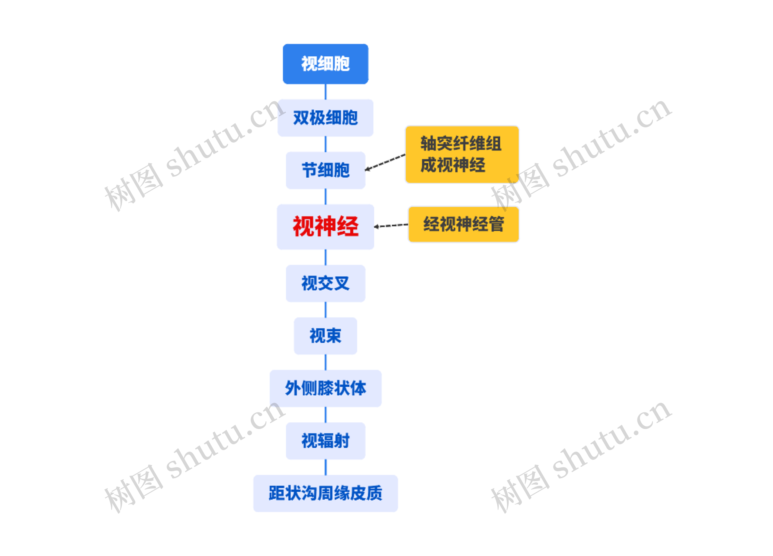 视细胞