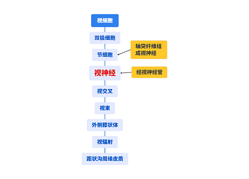 视细胞