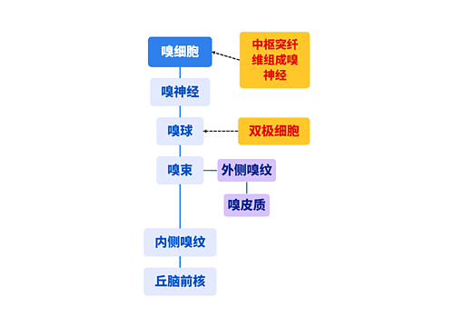 嗅细胞