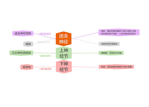 迷走神经