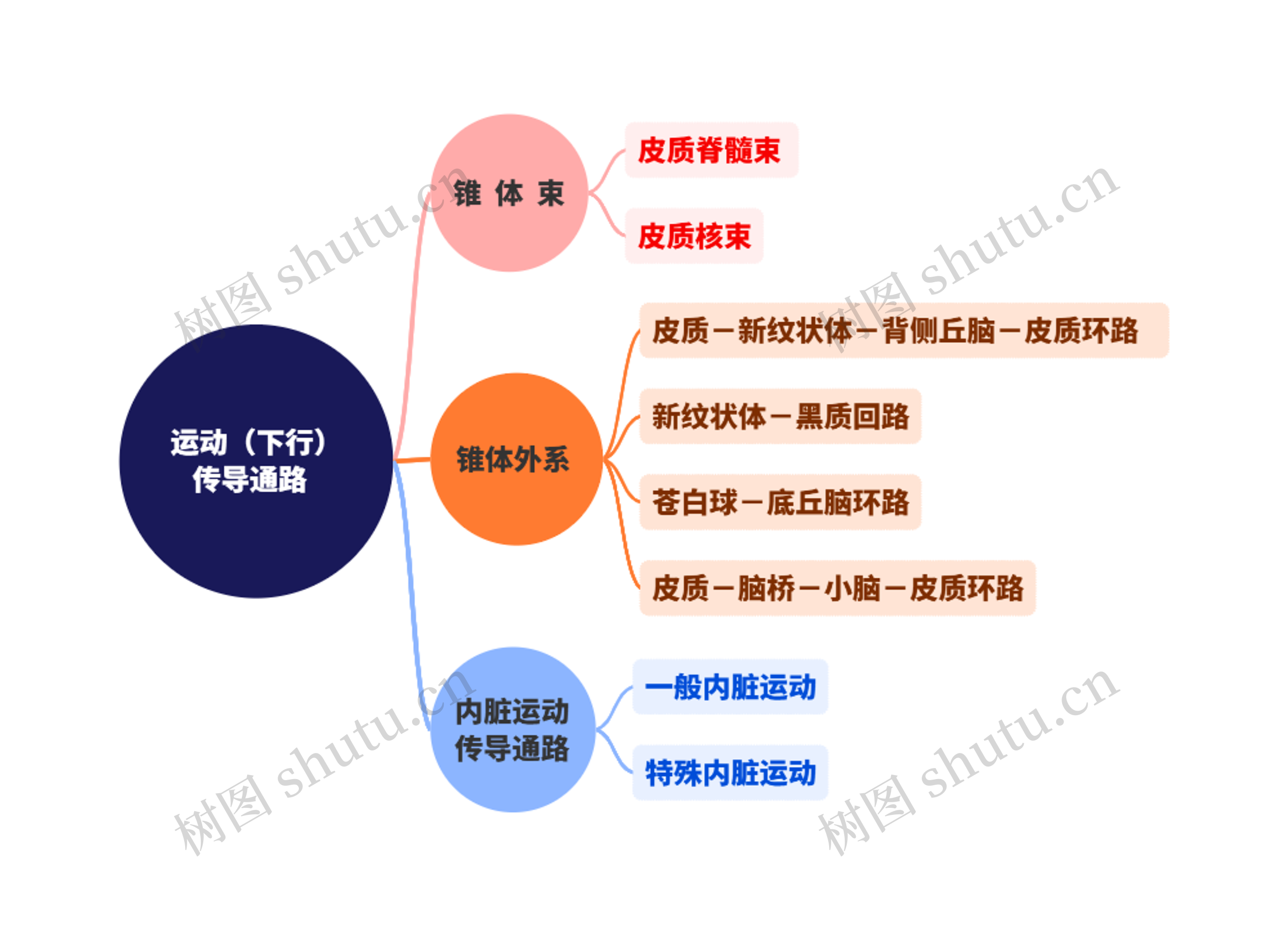 运动（下行）传导通路  