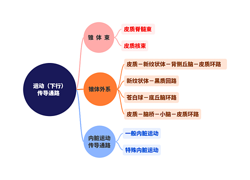 运动（下行）传导通路  