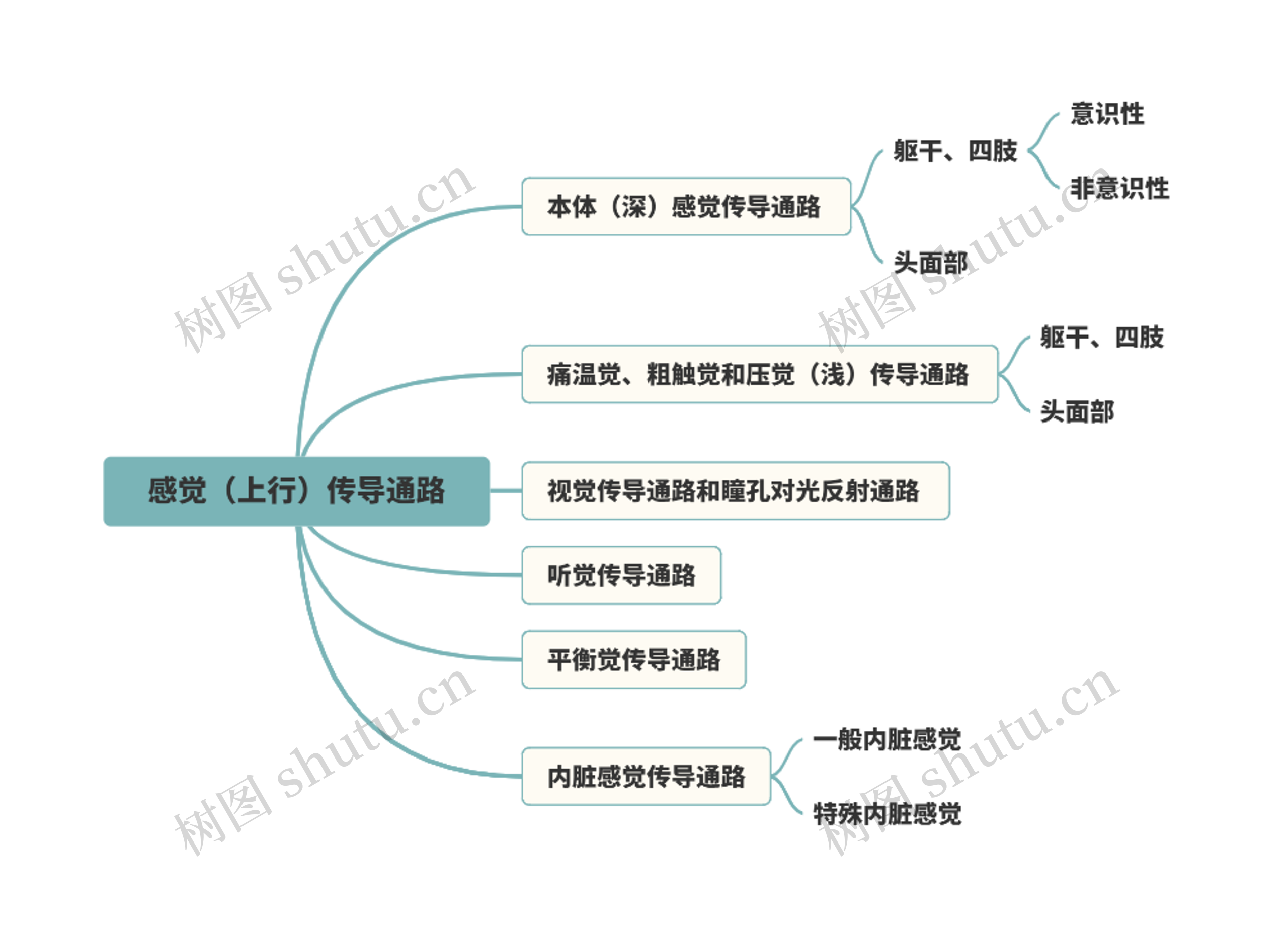 感觉（上行）传导通路