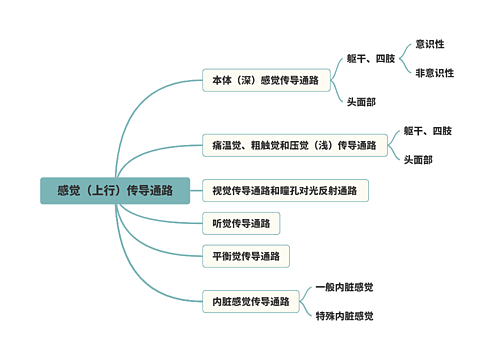 感觉（上行）传导通路