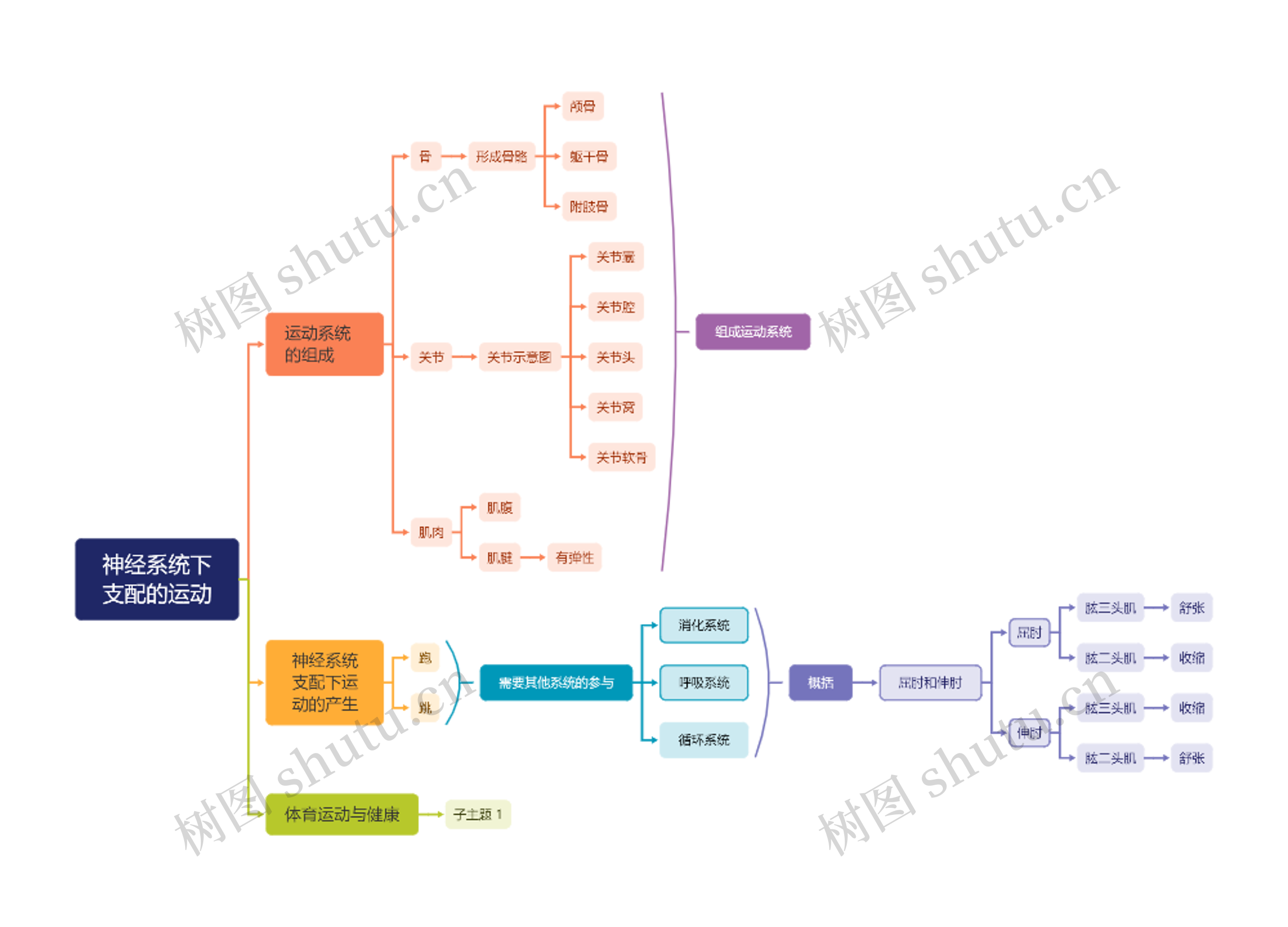 神经系统下支配的运动思维导图