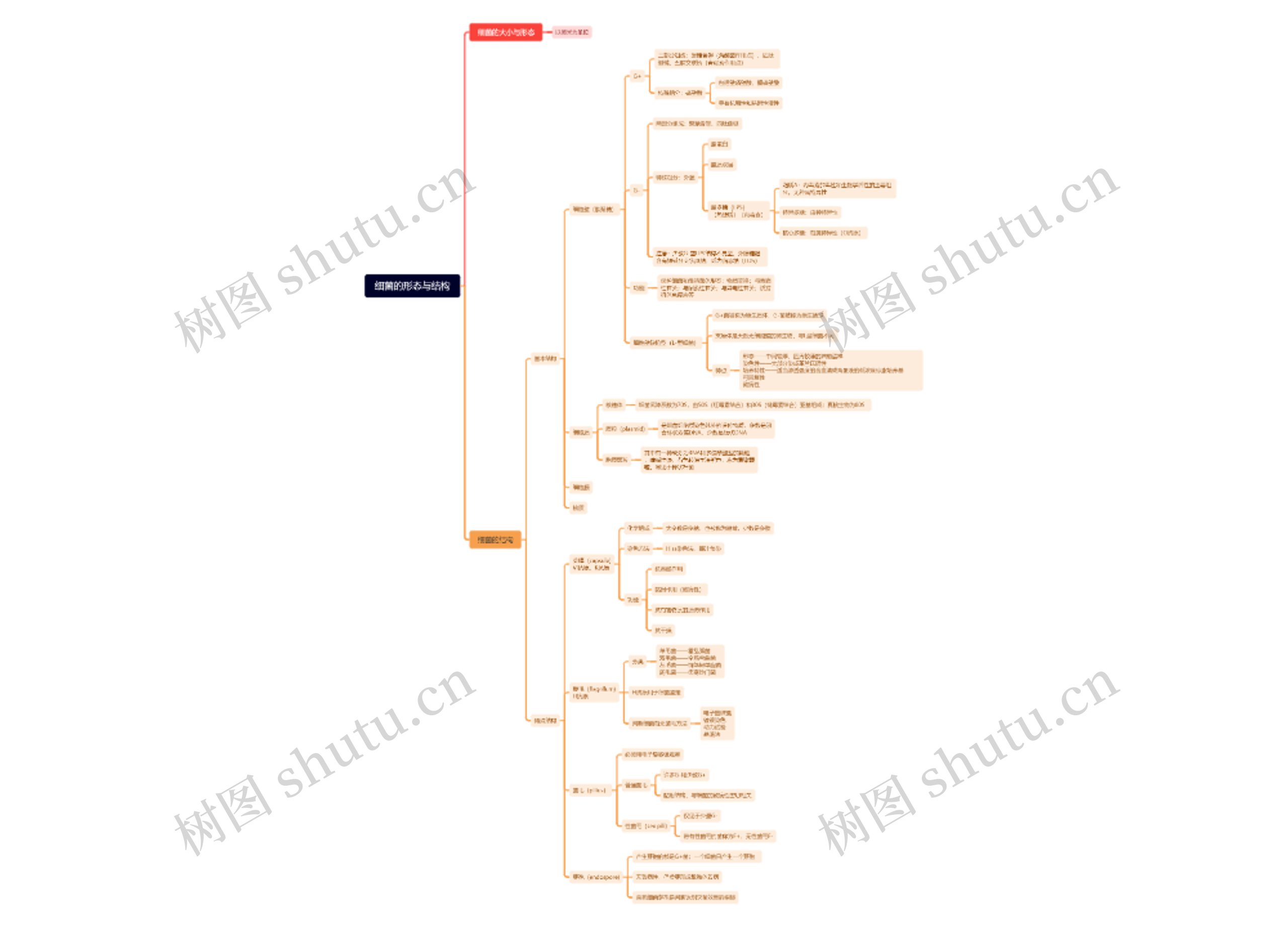 第一章：细菌的形态与结构