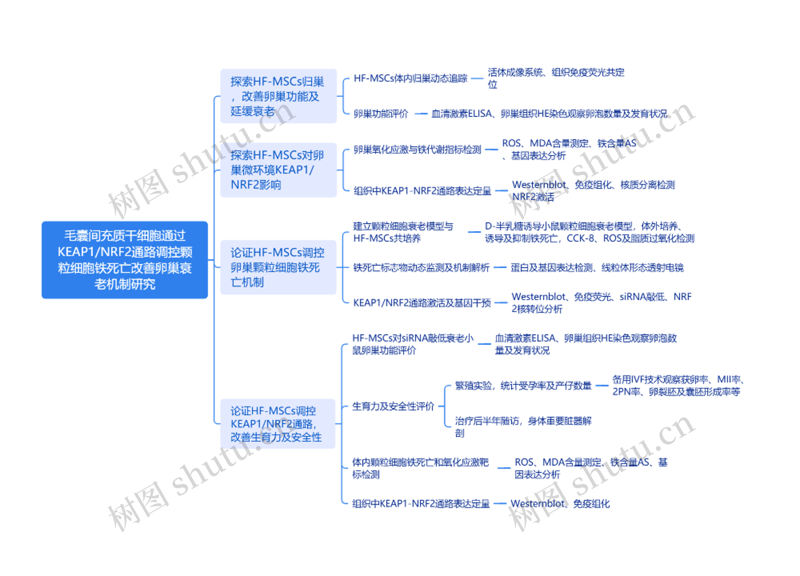 毛囊间充质干细胞通过KEAP1/NRF2通路调控颗粒细胞铁死亡改善卵巢衰老机制研究